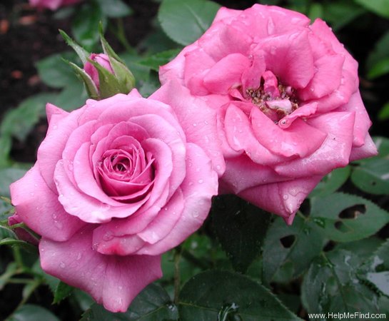 'Lavender Sunblaze ®' rose photo