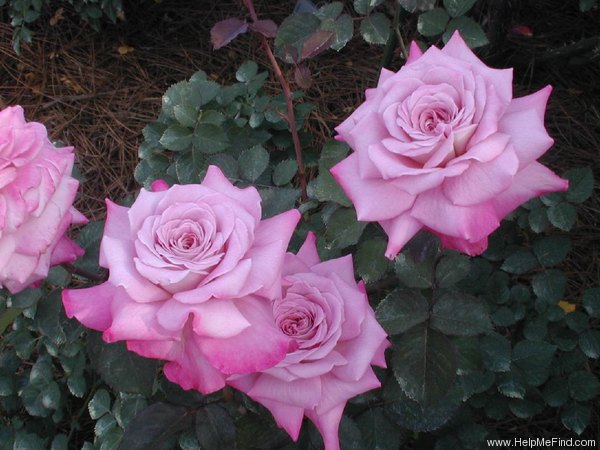 'Dolores Marie' rose photo