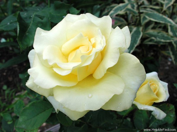 'Golden Age (hybrid tea, Sheldon, 2001)' rose photo