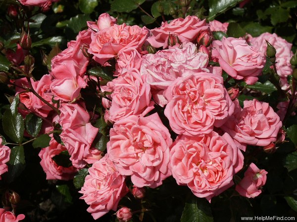 'NOAbell' rose photo