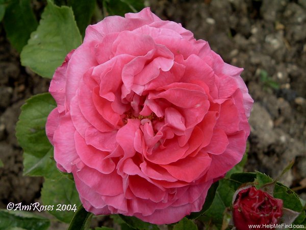 'Ami Charmet' rose photo