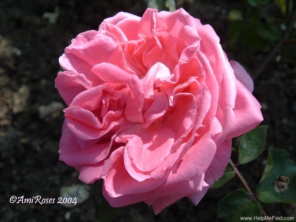 'Anna Alexieff' rose photo