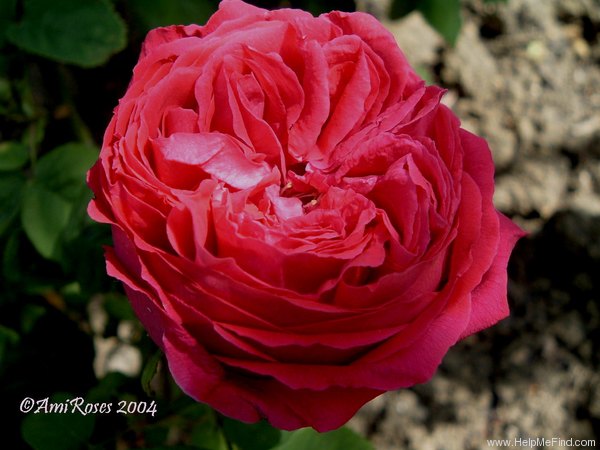'Baron Haussmann' rose photo