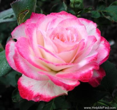 'Cherry Parfait ™' rose photo