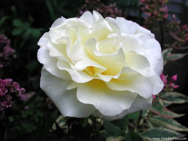 'Golden Age (hybrid tea, Sheldon, 2001)' rose photo