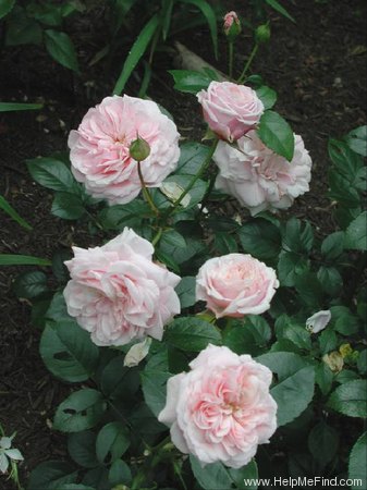 'Octavia Hill (Floribunda, Harkness, 1995)' rose photo