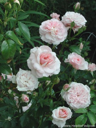 'Octavia Hill (Floribunda, Harkness, 1995)' rose photo