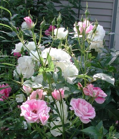 'Sue The Rose Lover's Garden (Roselvr)'  photo