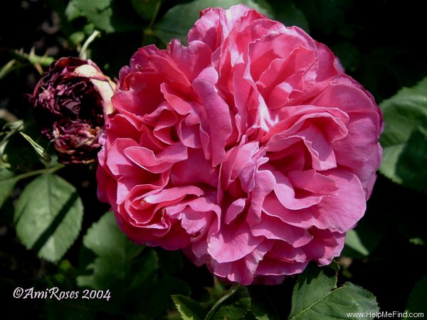 'Baronne de Prailly' rose photo