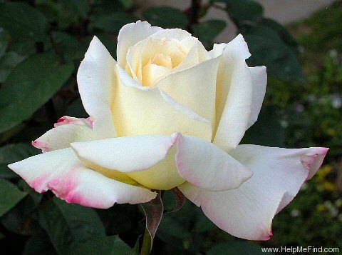 'Garden Party (hybrid tea, Swim, 1959)' rose, click to enlarge 'Garden Party (hybrid tea, Swim, 1959)' rose photo