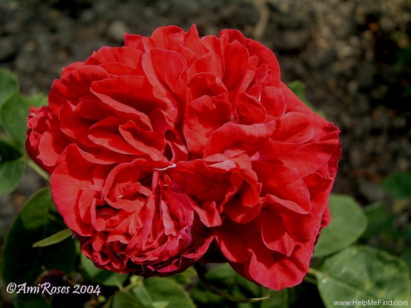 'Duhamel Dumonceau' rose photo