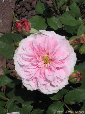 'Souvenir de Madame Auguste Charles' rose photo