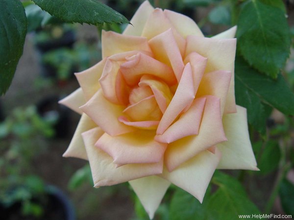 'The Lady' rose photo
