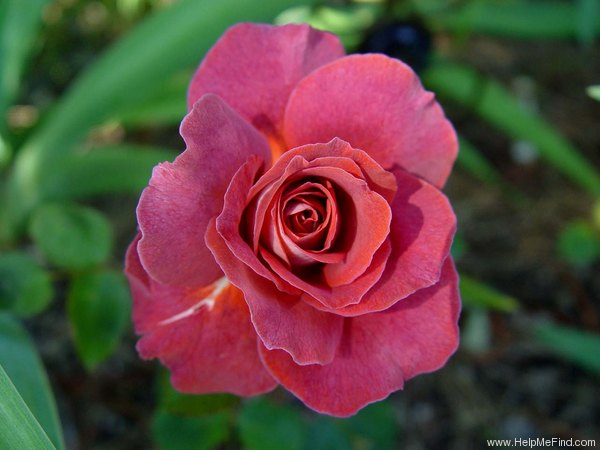 'Victoriana' rose photo