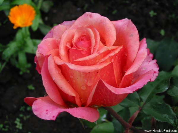 'Albrecht Dürer Rose®' rose photo