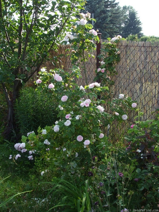 'Félicité Parmentier' rose photo