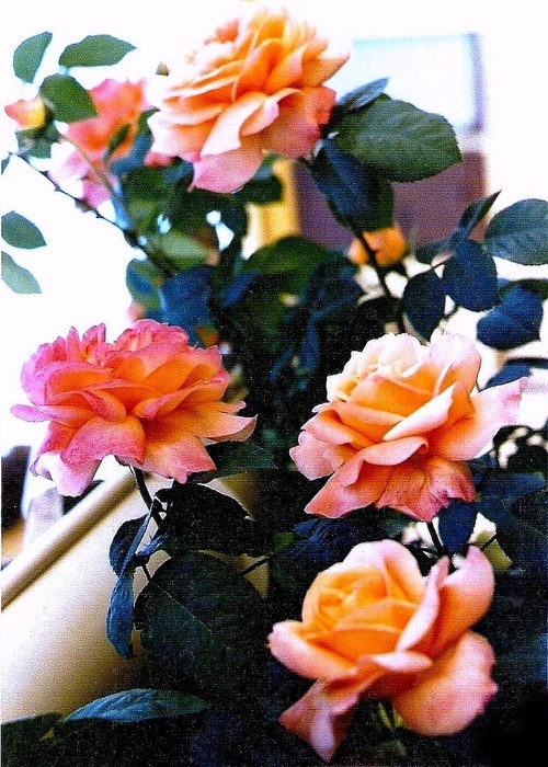 'Cortège ®' rose photo