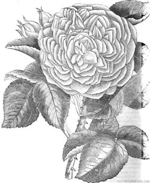 'Évêque de Nîmes' rose photo