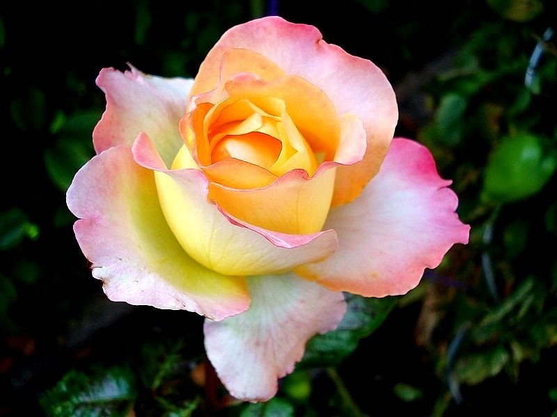 'Pierre Tchernia ®' rose photo