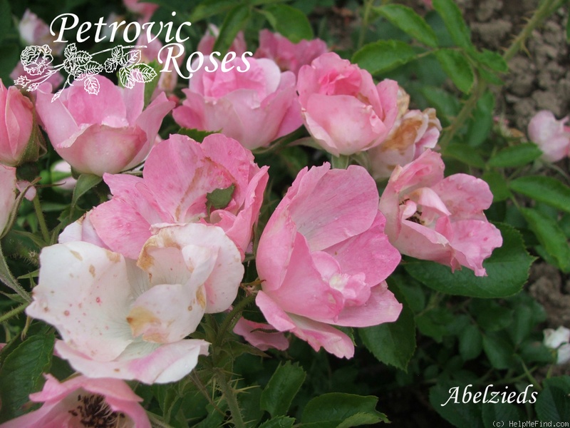 'Abelzieds' rose photo