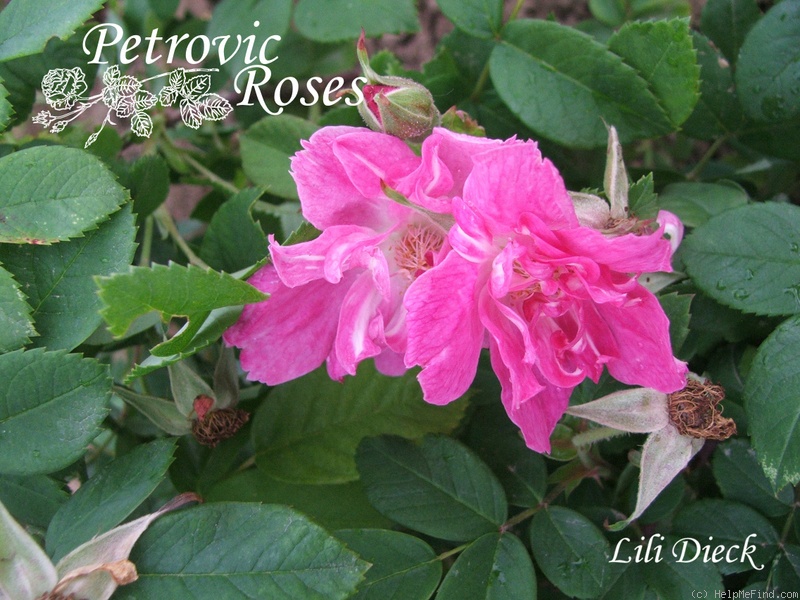 'Lili Dieck' rose photo
