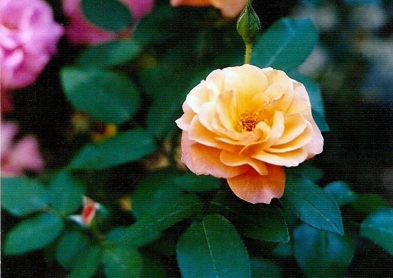'Souvenir d'Anne Frank' rose photo
