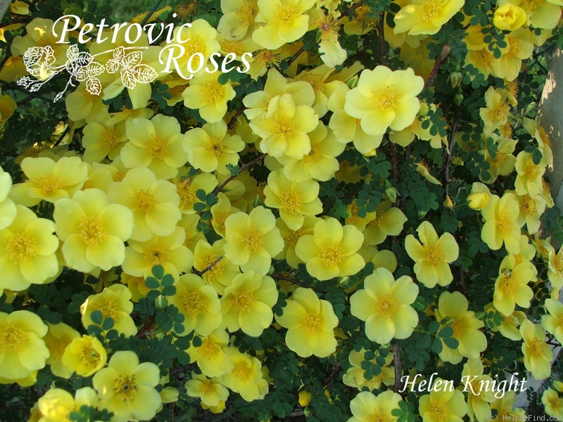 'Helen Knight' rose photo