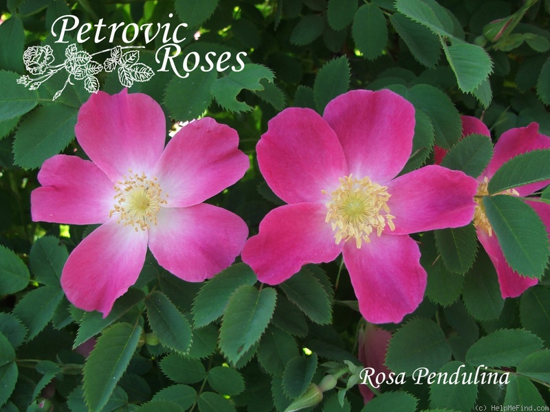 '<i>Rosa pendulina adenophora</i> Kitaibel' rose photo