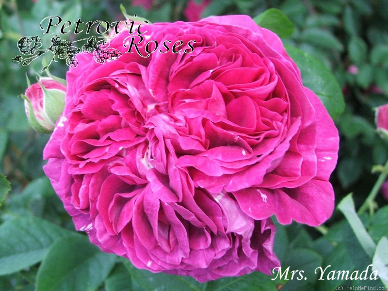'Mrs Yamada' rose photo