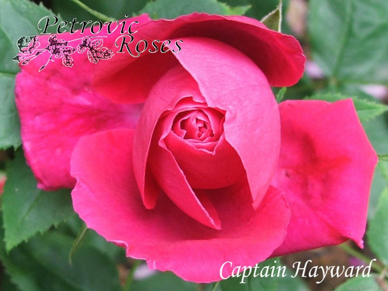 'Captain Hayward' rose photo