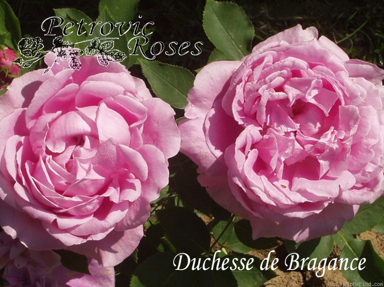 'Duchesse de Bragance (hybrid perpetual, Verdier, 1886)' rose, click to enlarge 'Duchesse de Bragance (hybrid perpetual, Verdier, 1886)' rose photo