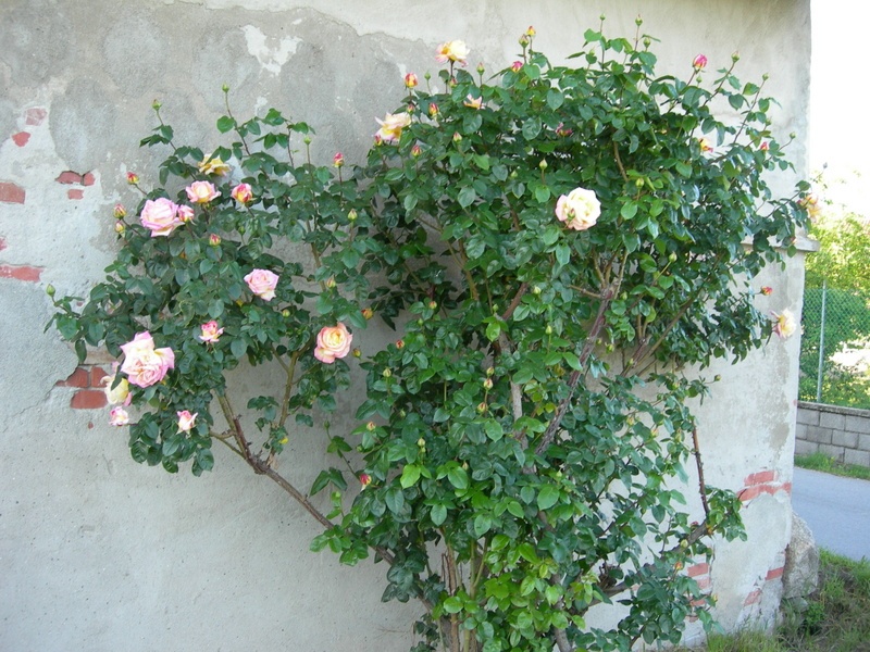 'Gioia' rose photo