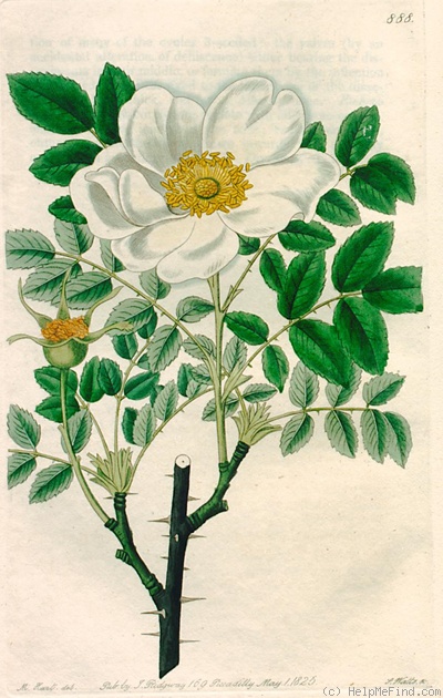 '<i>R. spinosissima</i> var. <i>altaica</i> (Willd.) Rehder' rose photo