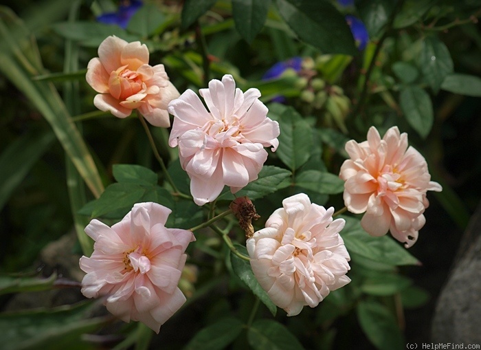 'Perle d'Or (polyantha, Rambaux, 1875)' rose photo