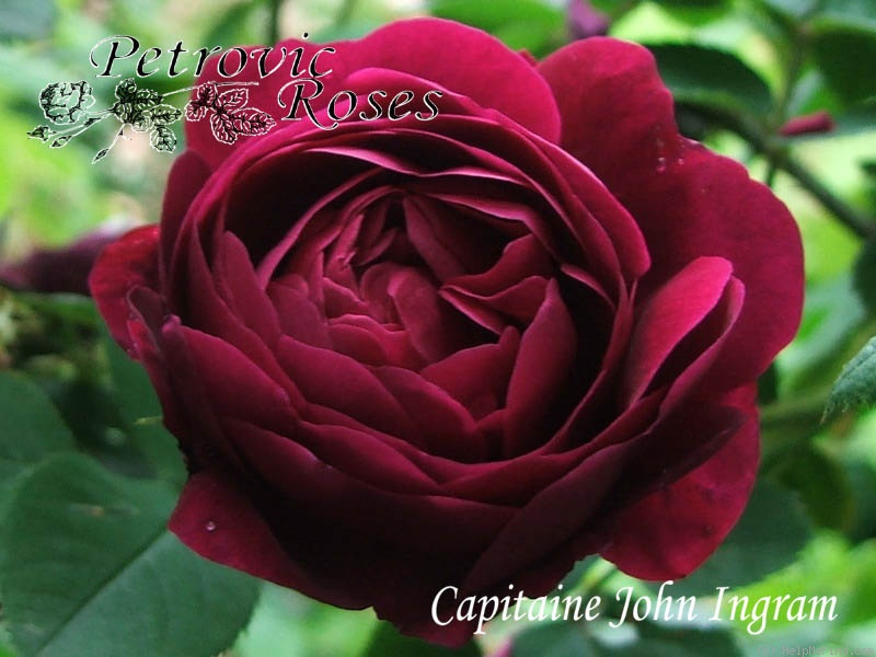 'Capitaine John Ingram' rose photo