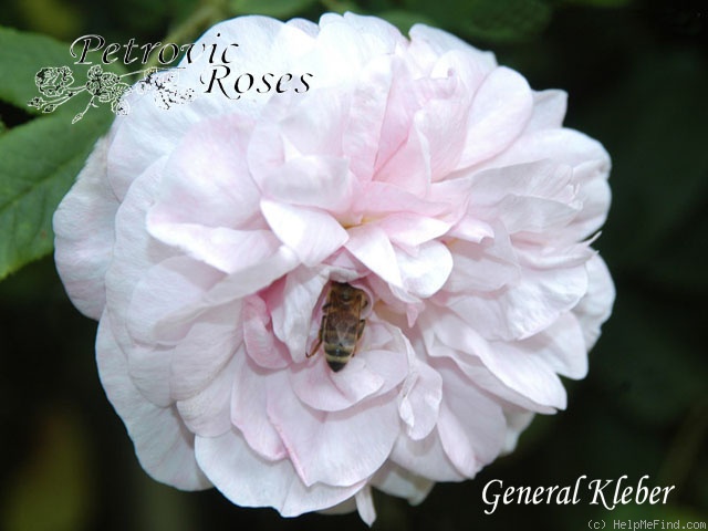 'Général Kléber (moss, Robert, 1856)' rose photo