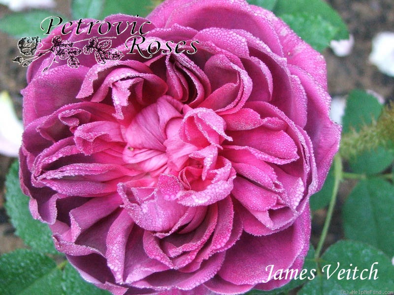 'James Veitch (perpetual moss, E. Verdier, 1864)' rose photo