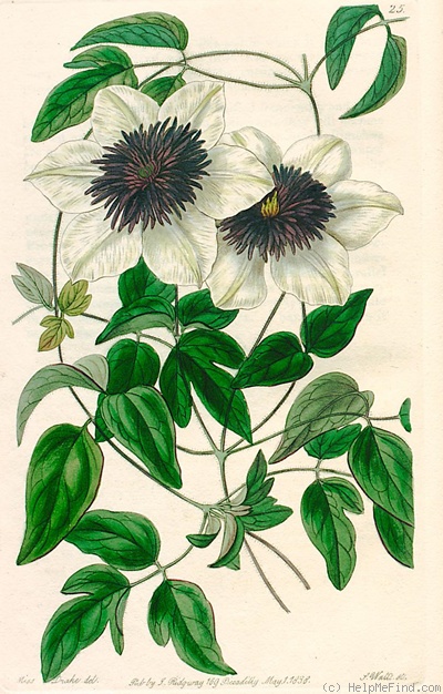 'C. florida 'Bicolor'' clematis photo