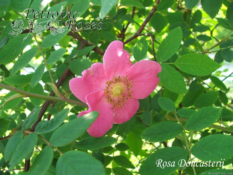 '<i>Rosa doncasterii</i> 'Macrophylla'' rose photo