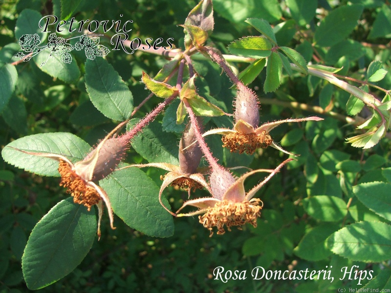 '<i>Rosa doncasterii</i> 'Macrophylla'' rose photo