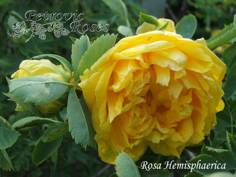 'R. hemisphaerica' rose photo