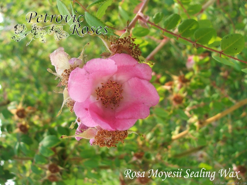 '<i>Rosa moyesii</i> 'Sealing Wax'' rose photo