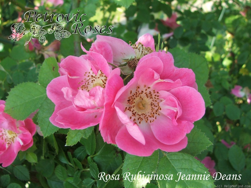 'Jeanie Deans' rose photo
