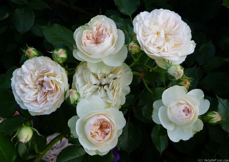 'Pastella ® (floribunda, Evers/Tantau, 1998)' rose, click to enlarge 'Pastella ® (floribunda, Evers/Tantau, 1998)' rose photo