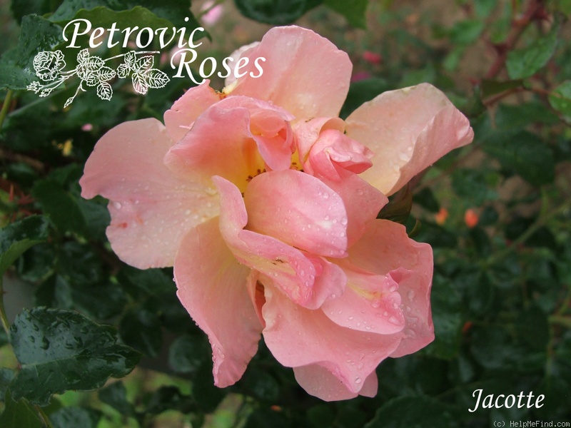 'Jacotte' rose photo