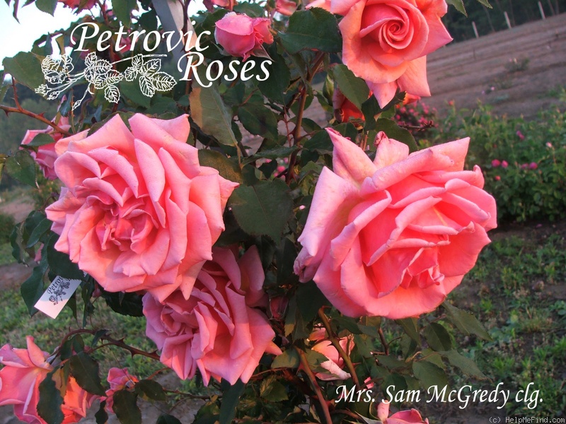 'Mrs. Sam McGredy, Cl.' rose photo