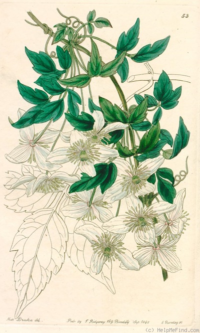 'C. montana' clematis photo