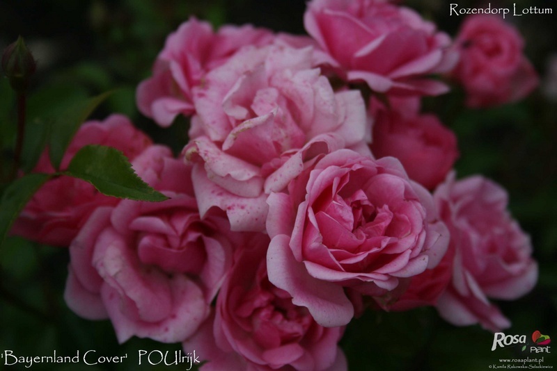 'Bayernland Cover ™' rose photo