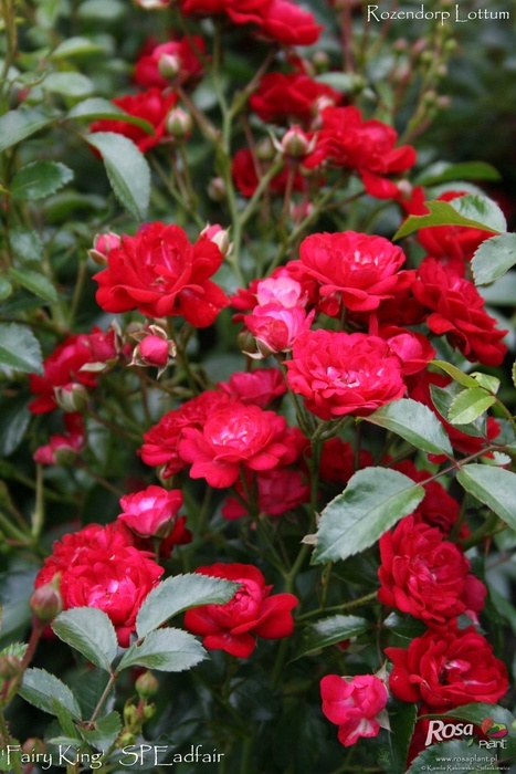 'SPEadfair' rose photo