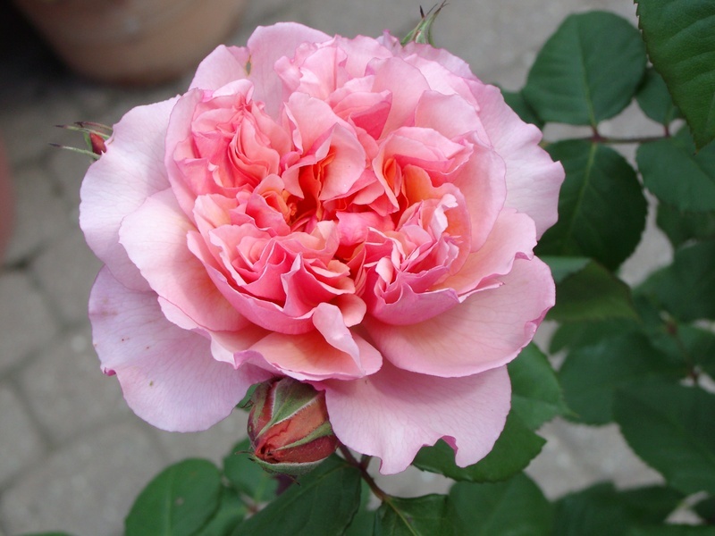 'Sonia Rykiel ®' rose photo